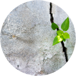 individual resilience programs strength focus calm